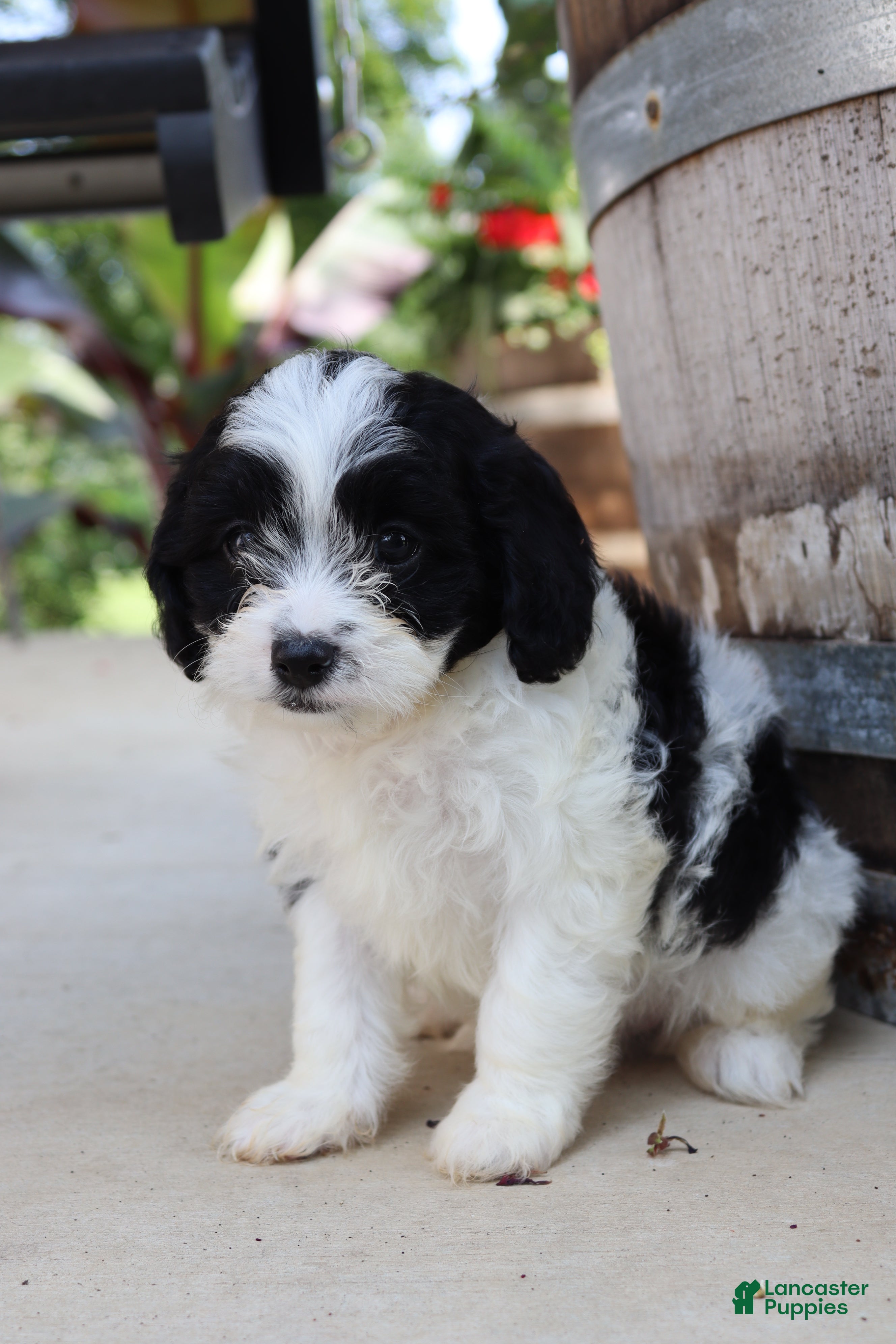 Cavapoo dogs Jambalaya - Ad 2