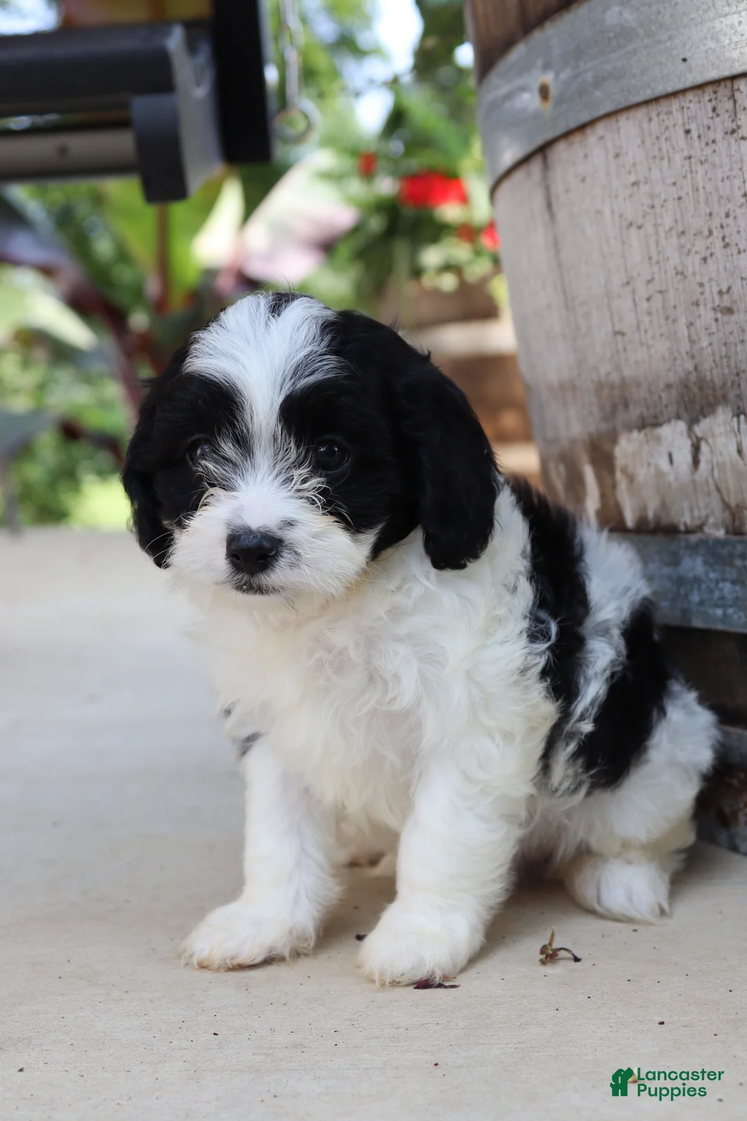 Cavapoo dogs for sale: Jambalaya - Ad 2