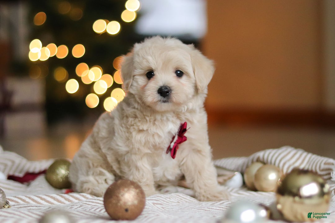 Maltipoo dogs for sale: Kevin - Ad 3