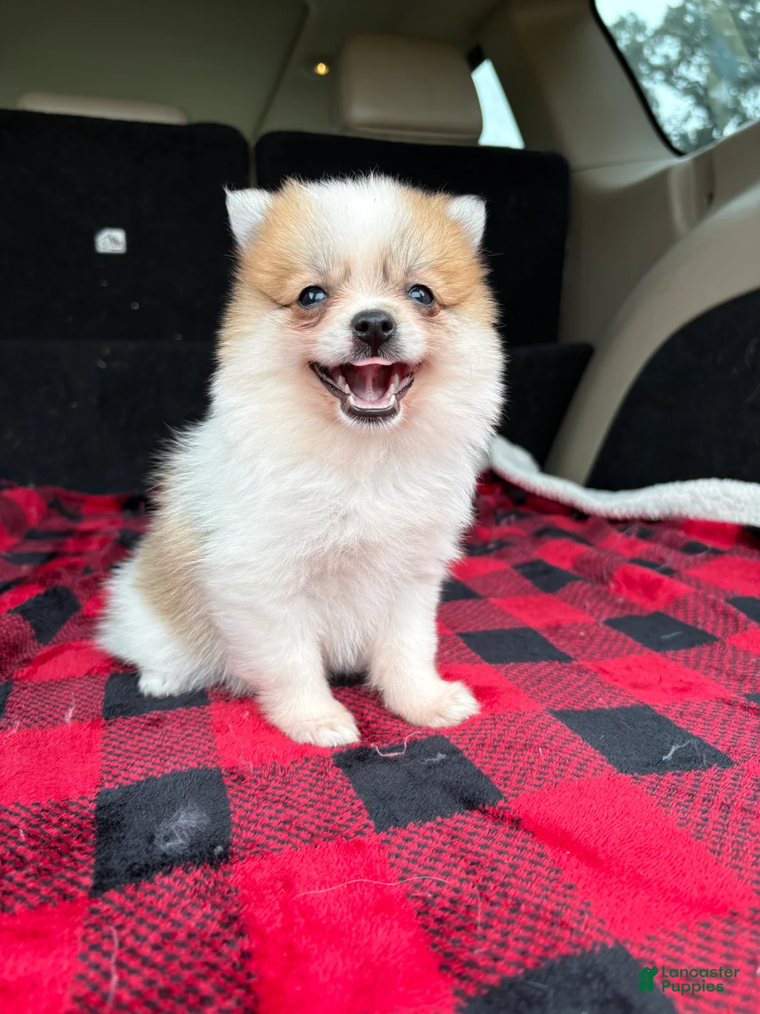 Pomeranian dogs for sale: Sally  - Ad 1