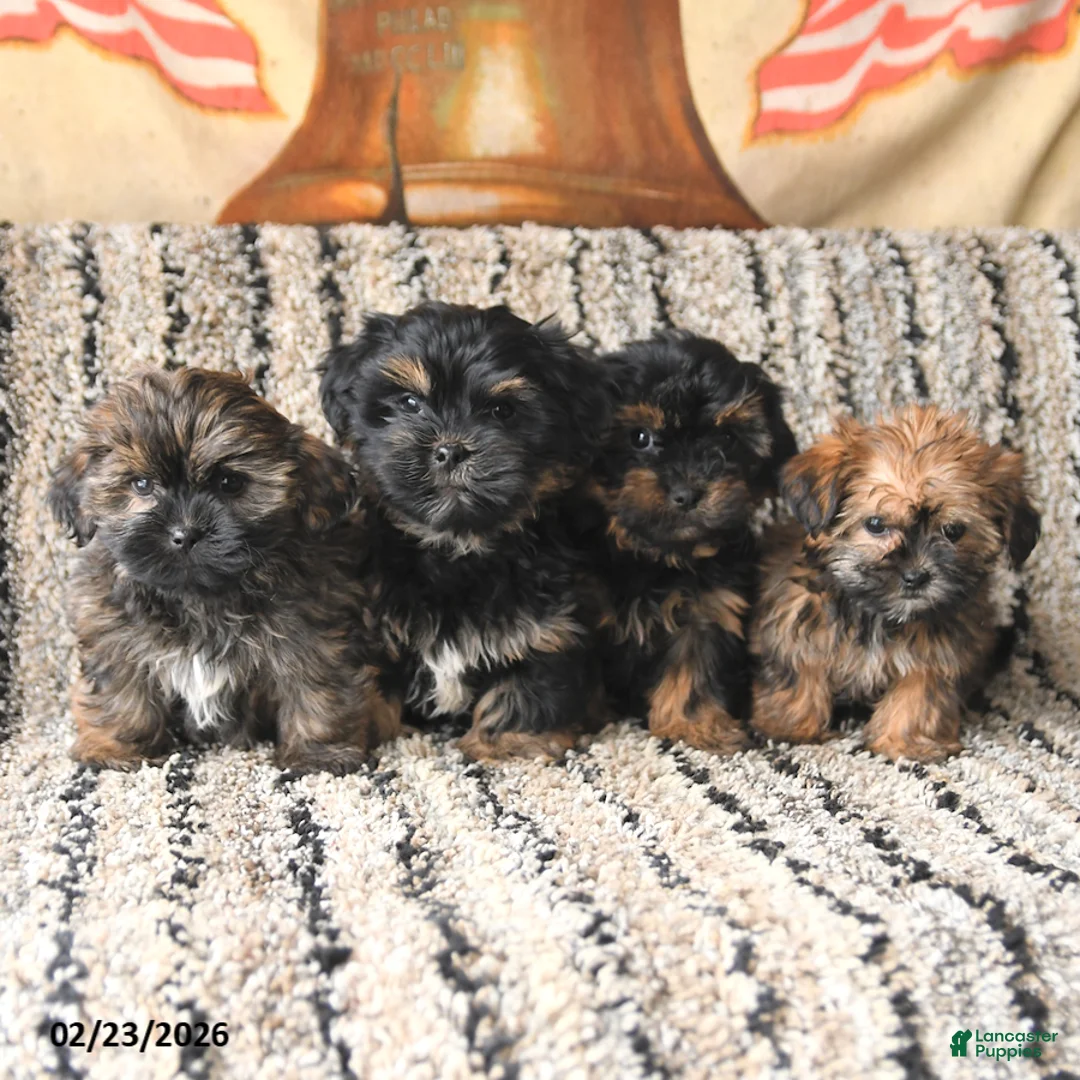 Shorkie dogs for sale: Joey - Ad 5