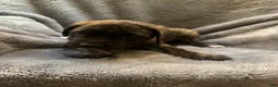 English Mastiff dogs for sale: English Mastiff Puppy 3 - Ad 1