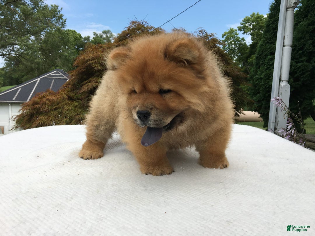 Breed Chow Chow X Beagle Lab Beagle Chow Mix Dog Chow Beagle Mix