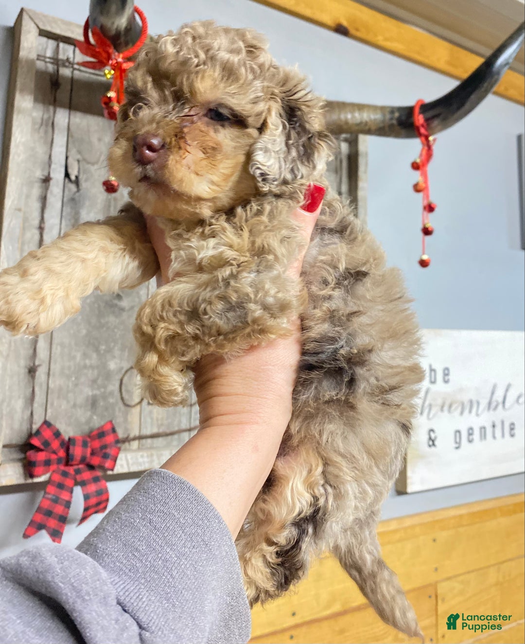 Cockapoo dogs for sale: Princess Ruby  - Ad 6