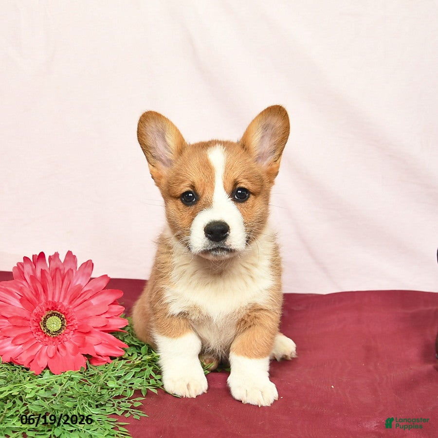 Welsh Corgi Pembroke dogs Teddy  - Ad 2