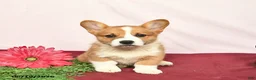 Welsh Corgi Pembroke dogs for sale: Teddy  - Ad 2