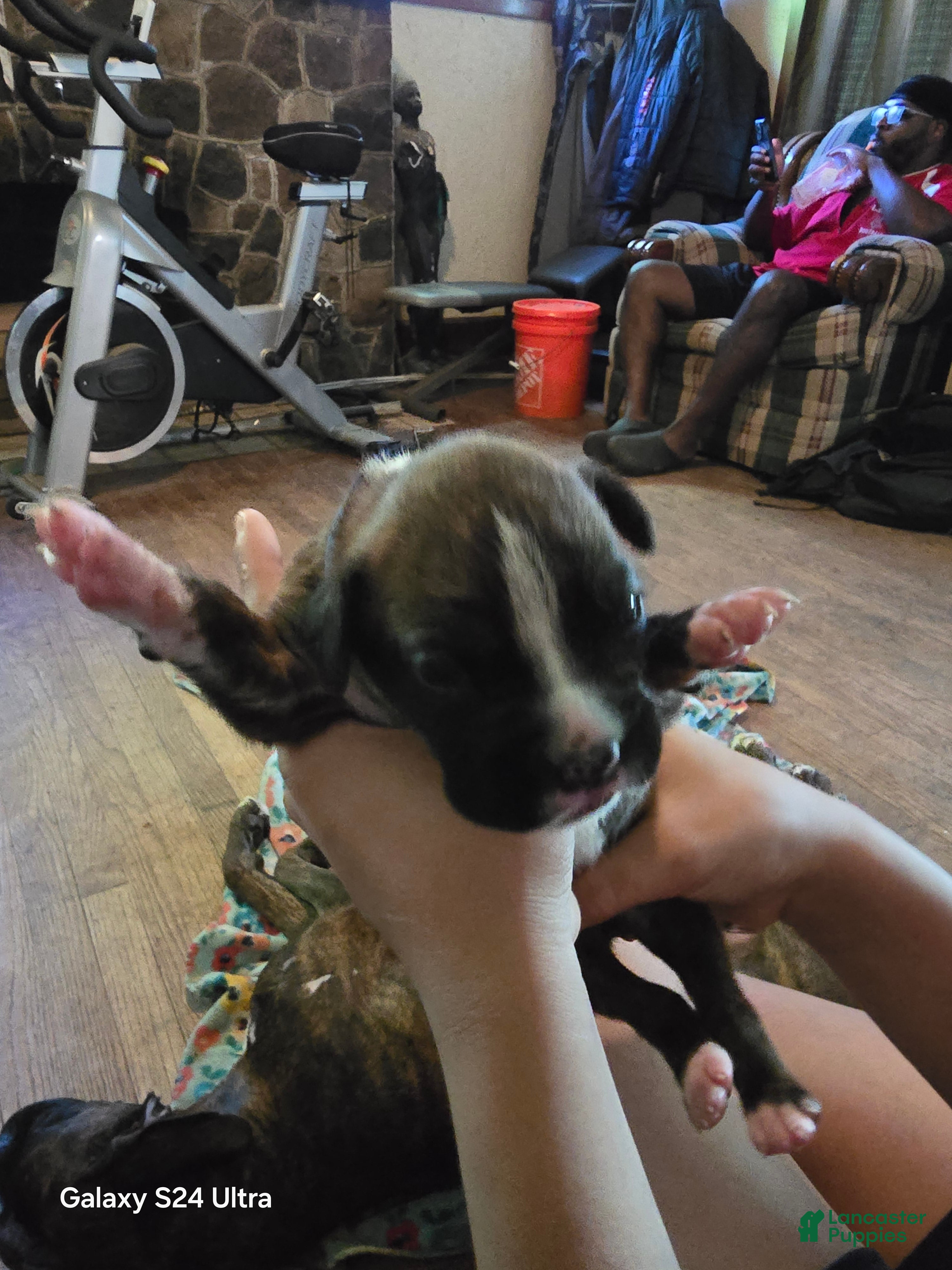 Boxer dogs Boxer Puppy 4 - Ad 2