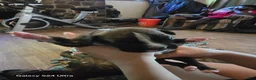 Boxer dogs for sale: Boxer Puppy 4 - Ad 2