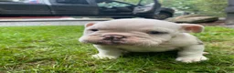 English Bulldog dogs for sale: Maverick - Ad 1