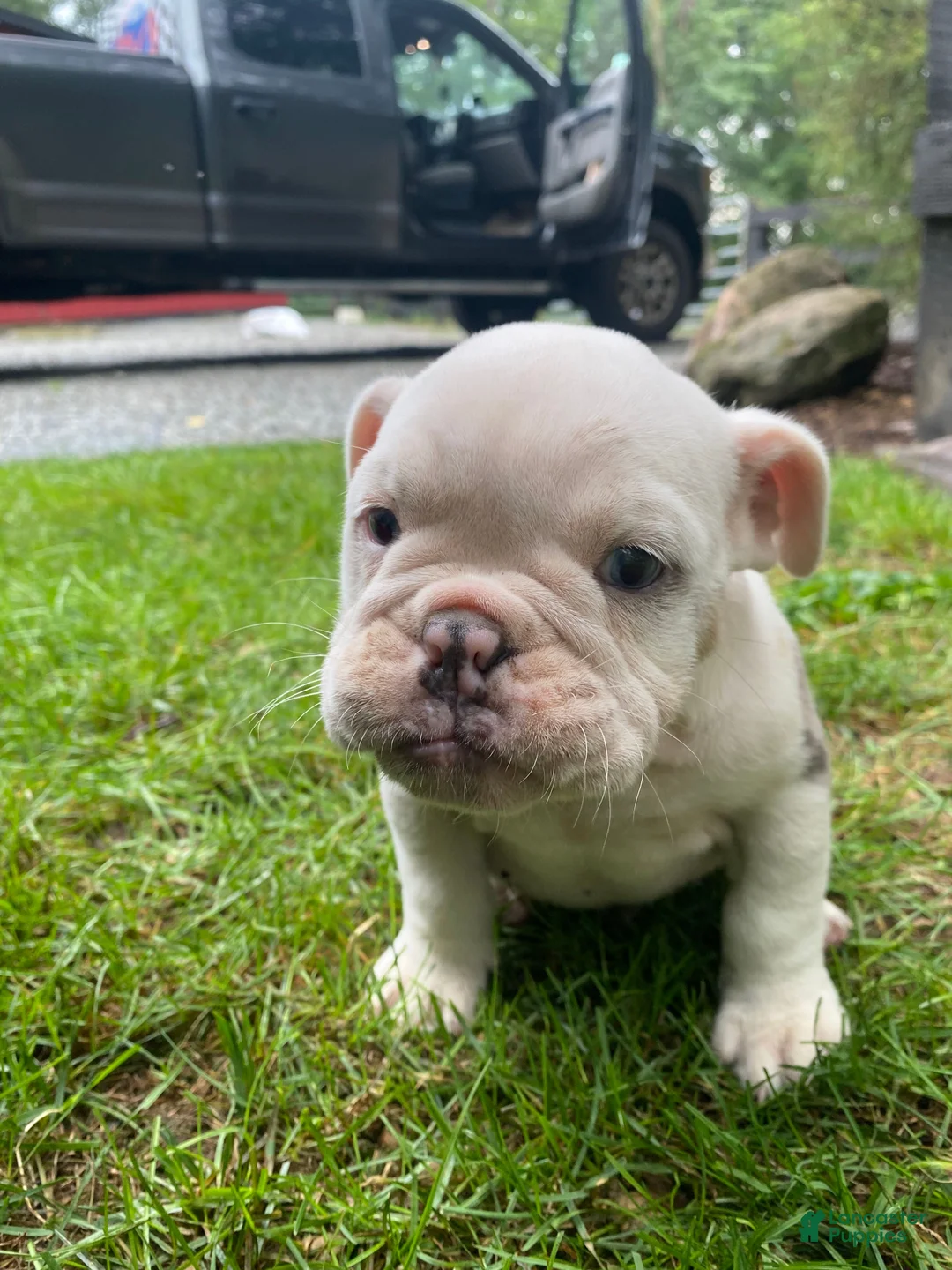 English Bulldog dogs for sale: Maverick - Ad 1