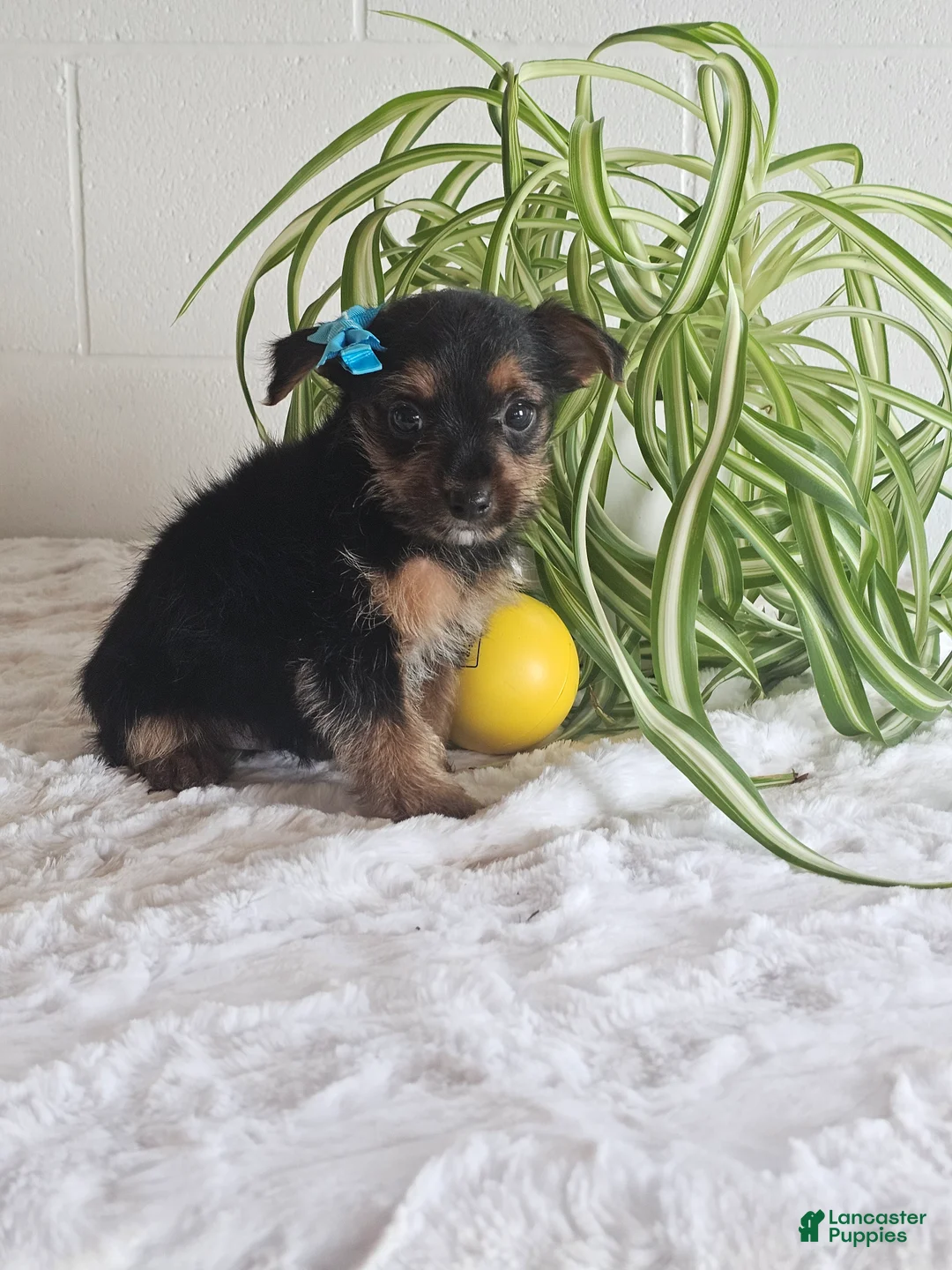 Yorkshire Terrier dogs for sale: Hunter - Ad 1