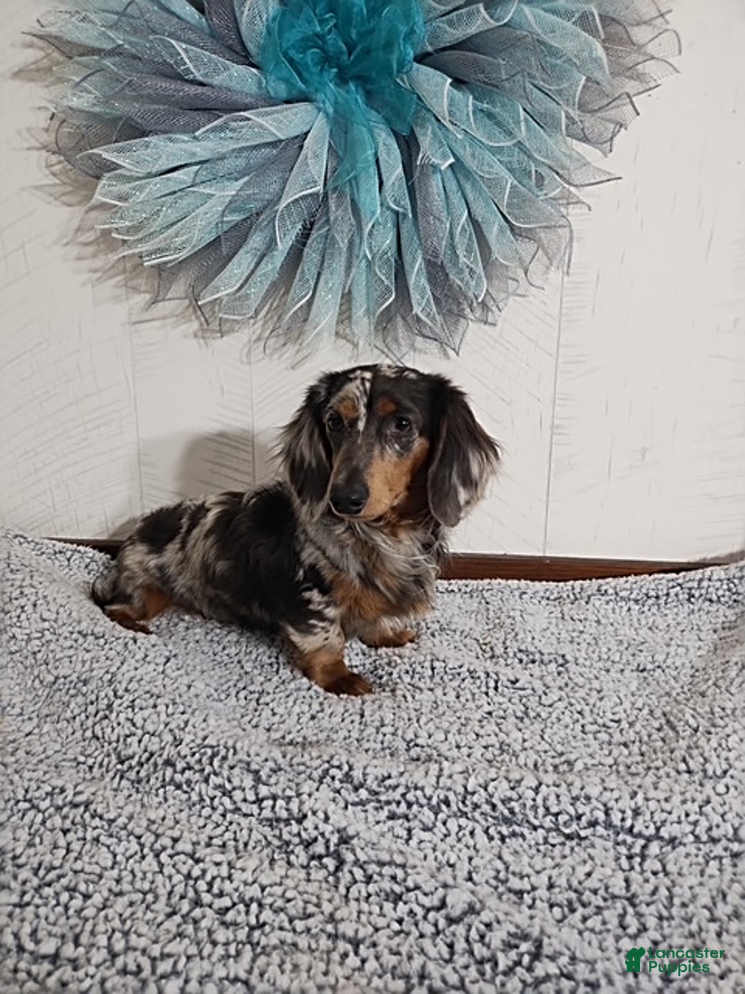 Miniature Dachshund dogs for sale: Clyde - Ad 5
