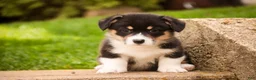 Welsh Corgi Pembroke dogs for sale: Zane - Ad 6