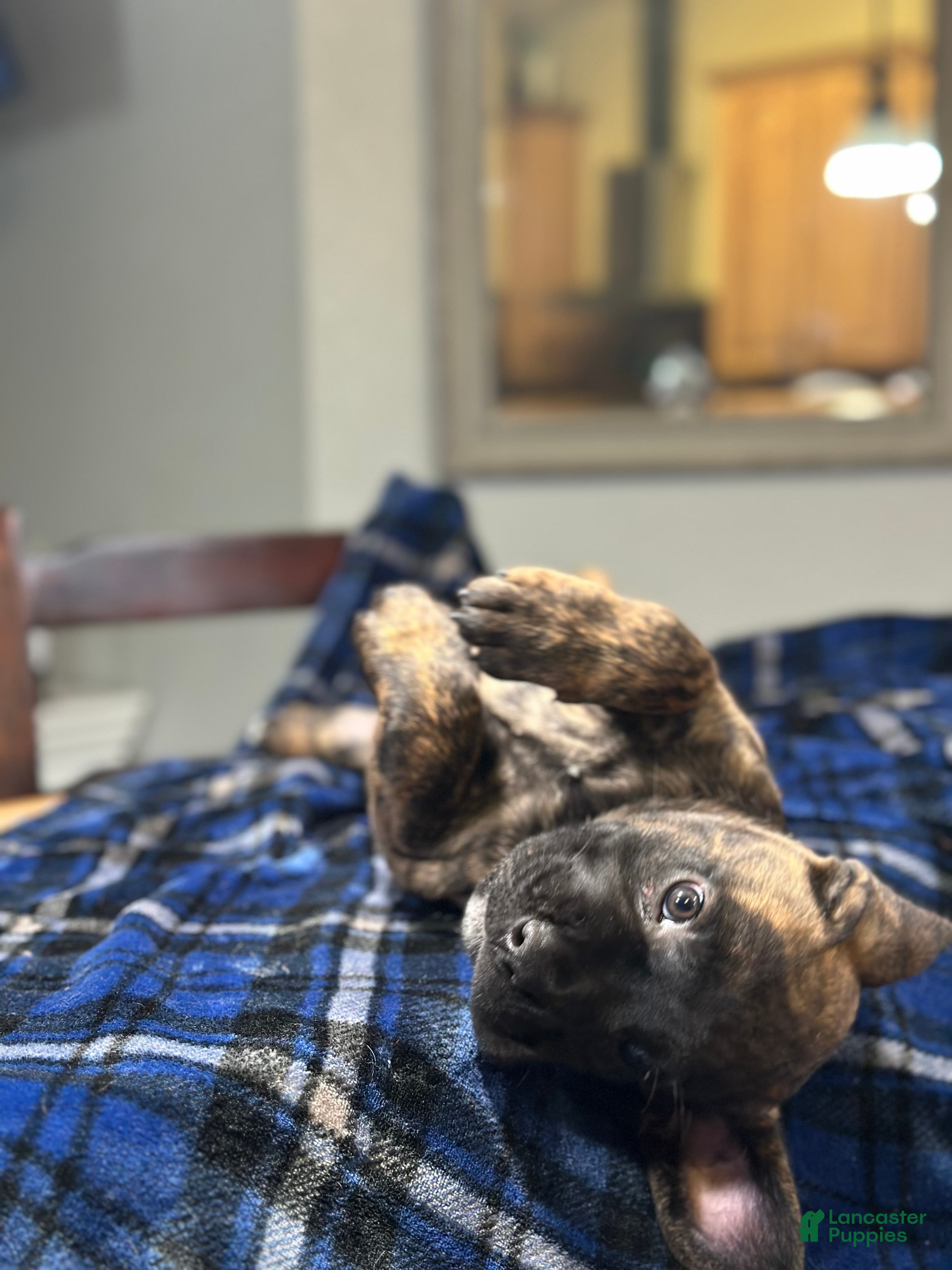 Cane Corso dogs  Bonnie black brindle - Ad 1