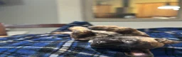 Cane Corso dogs for sale:  Bonnie black brindle - Ad 14