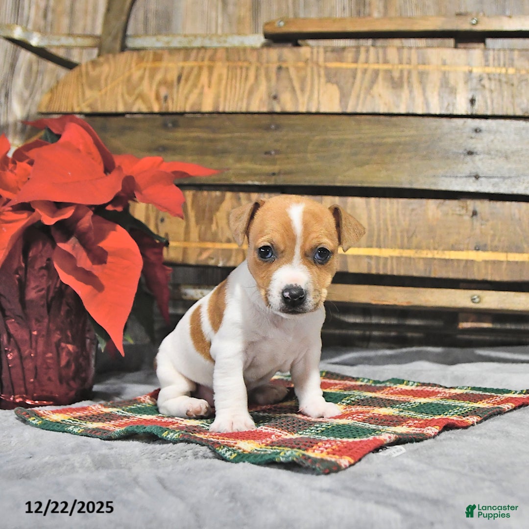 Jack Russell Terrier dogs for sale: Tinsley - Ad 4