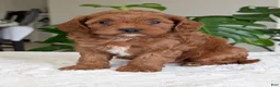 Cavapoo dogs for sale: Sara - Ad 17