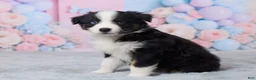 Australian Shepherd dogs for sale: Buddy - Ad 4