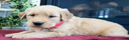 Golden Retriever dogs for sale: Princess - Ad 3