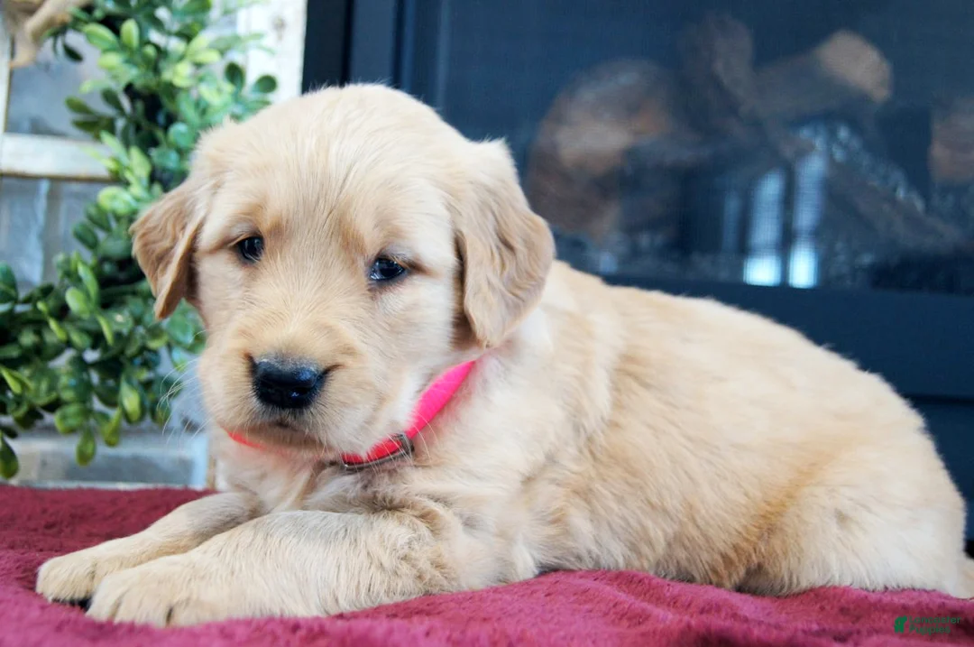 Golden Retriever dogs for sale: Princess - Ad 3