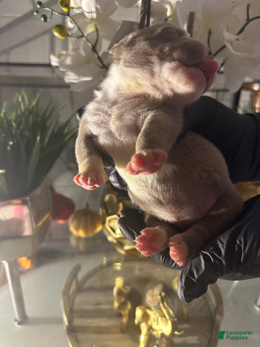 American Bully dogs for sale: American Bully Puppy 5 - Ad 2