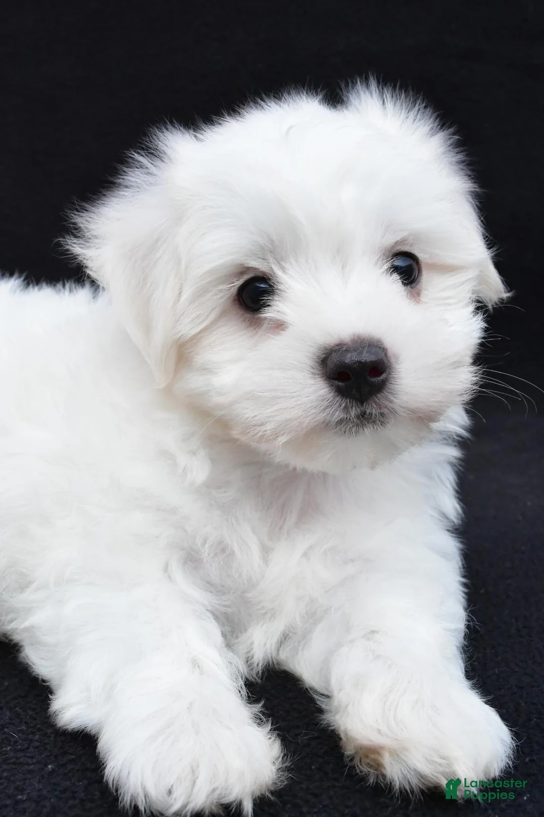 Maltese dogs for sale: Bo - Ad 14