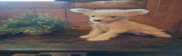 Chinese Crested dogs for sale: Chinese Crested 1 - Ad 3