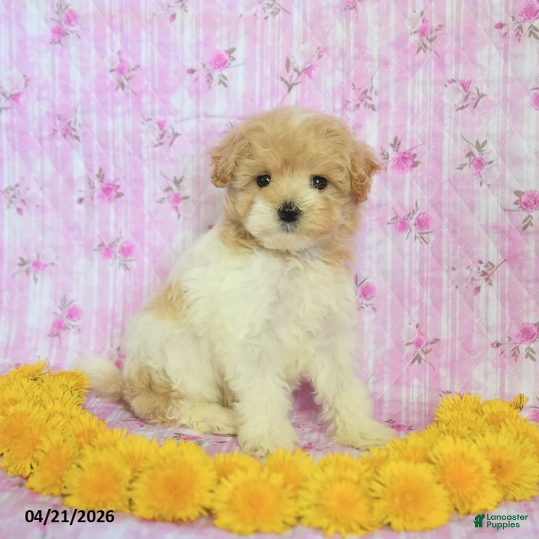 Maltipoo dogs for sale: Rocky - Ad 3