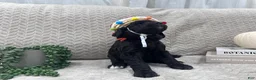 Goldendoodle dogs for sale: Onyx 🧡 - Ad 21