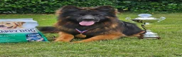German Shepherd dogs for sale: German Shepherd 2 - Ad 6