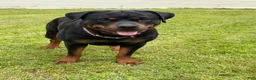 Rottweiler dogs for sale: Rottweiler 1 - Ad 2