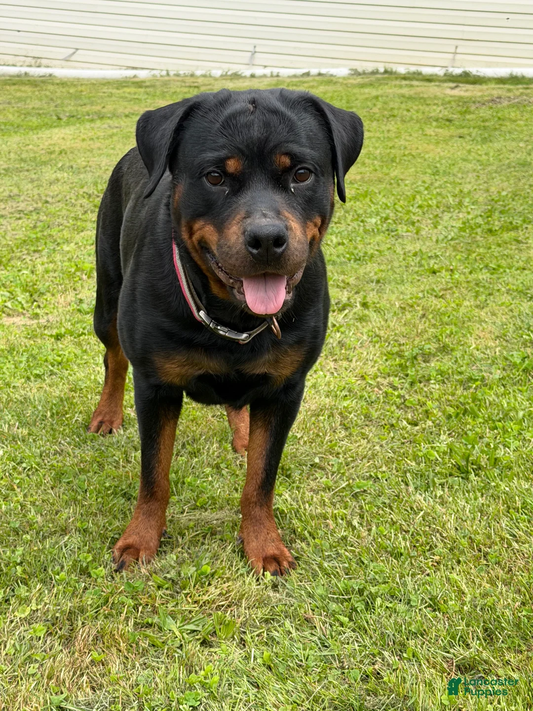 Rottweiler dogs for sale: Rottweiler 1 - Ad 2
