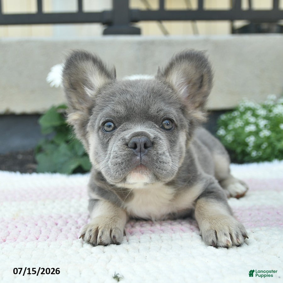 French Bulldog dogs Sage  - Ad 2