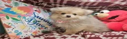 Pomeranian dogs for sale: Tawnii the warm Beauty - Ad 5