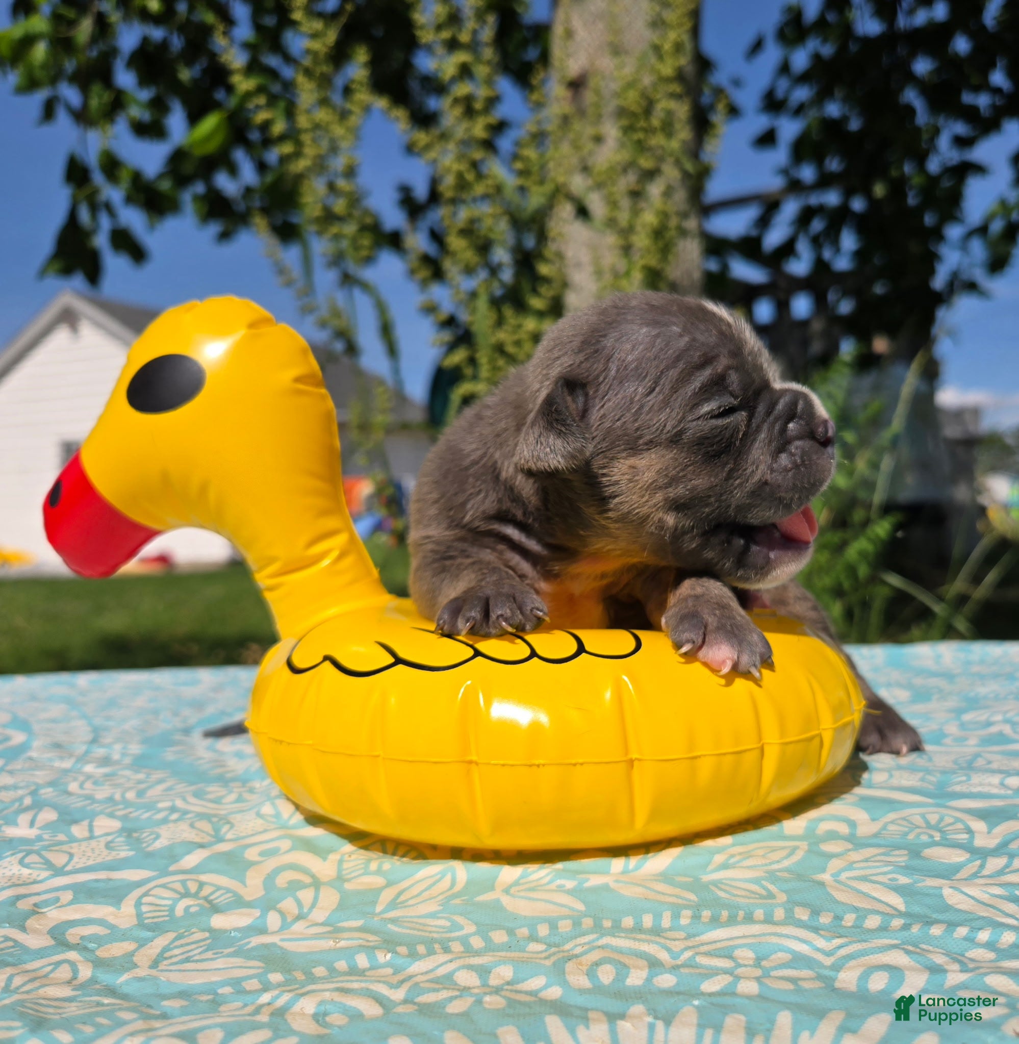 Olde English Bulldogge dogs Ryder - Ad 2