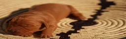 Golden Retriever dogs for sale: Daisy -AKC, Genetically Clear - Ad 12