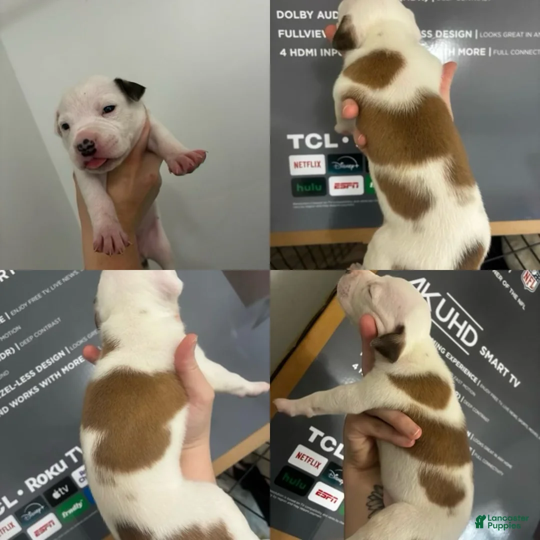 American Staffordshire Terrier dogs for sale: American Staffordshire Terrier 6 - Ad 2