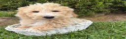 Bichpoo dogs for sale: Jace - Ad 4