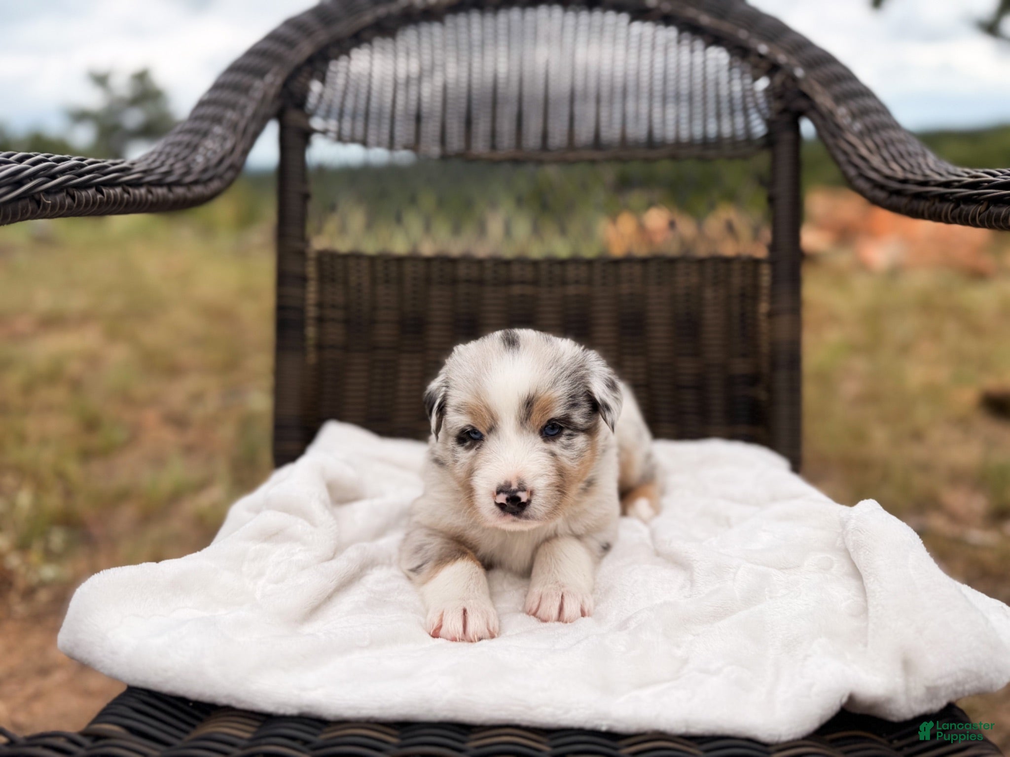 Australian Shepherd dogs Swiss - Ad 19