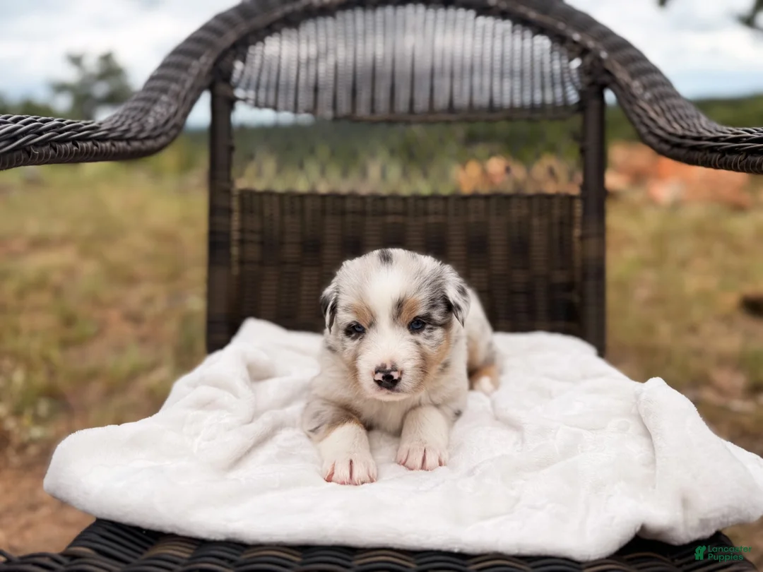 Australian Shepherd dogs for sale: Swiss - Ad 1