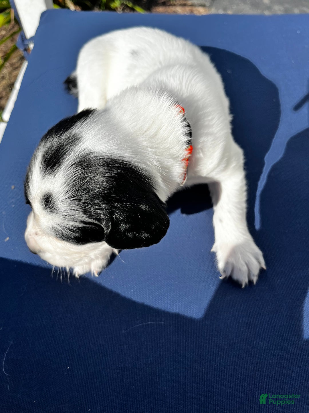 English Springer Spaniel dogs for sale: English Springer Spaniel Puppy 8 - Ad 8