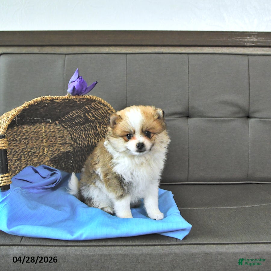 Pomeranian dogs Tanner - Ad 1