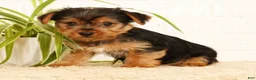 Yorkshire Terrier dogs for sale: Seth - Ad 6