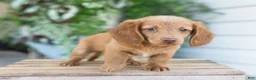 Dachshund dogs for sale: Winston - Ad 12