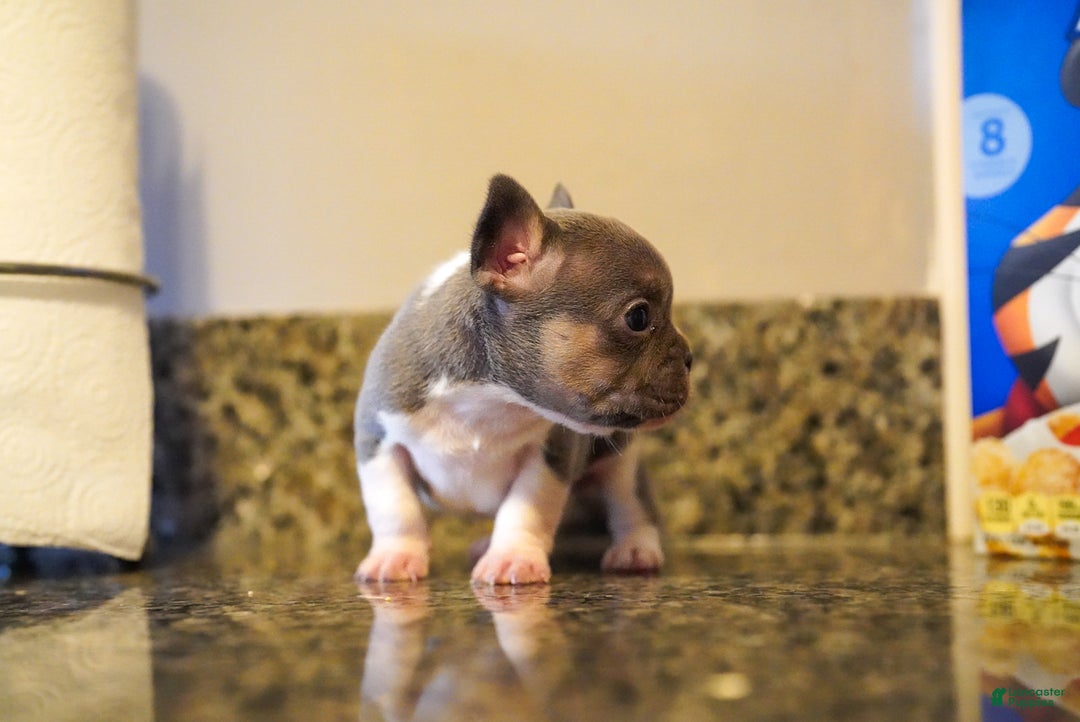 French Bulldog dogs for sale: French Bulldog Puppy  - Ad 5