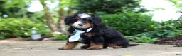Mini Bernedoodle dogs for sale: Sawyer - Ad 3