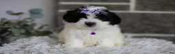 Maltipoo dogs for sale: Gwen - Ad 10