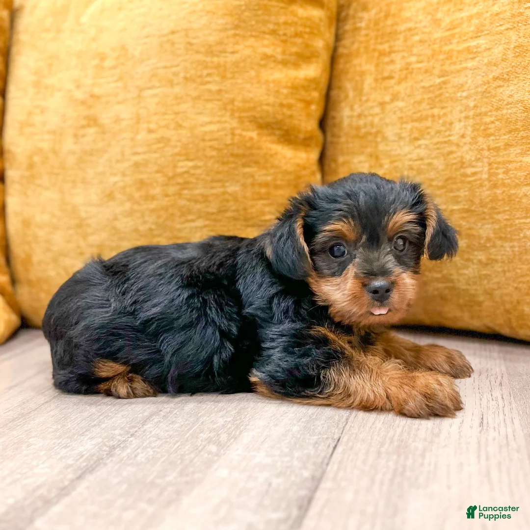 Yorkshire Terrier dogs for sale: Nova - Ad 2