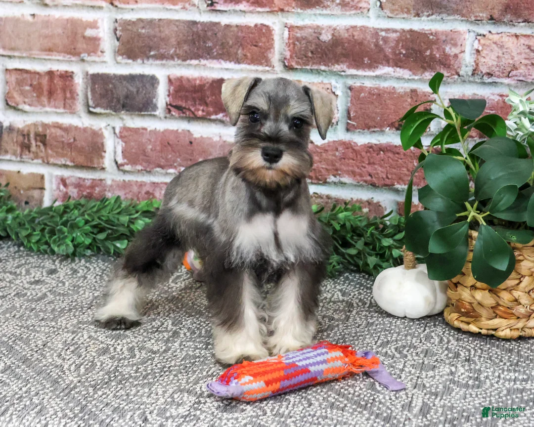 Miniature Schnauzer dogs for sale: Draya - Ad 1