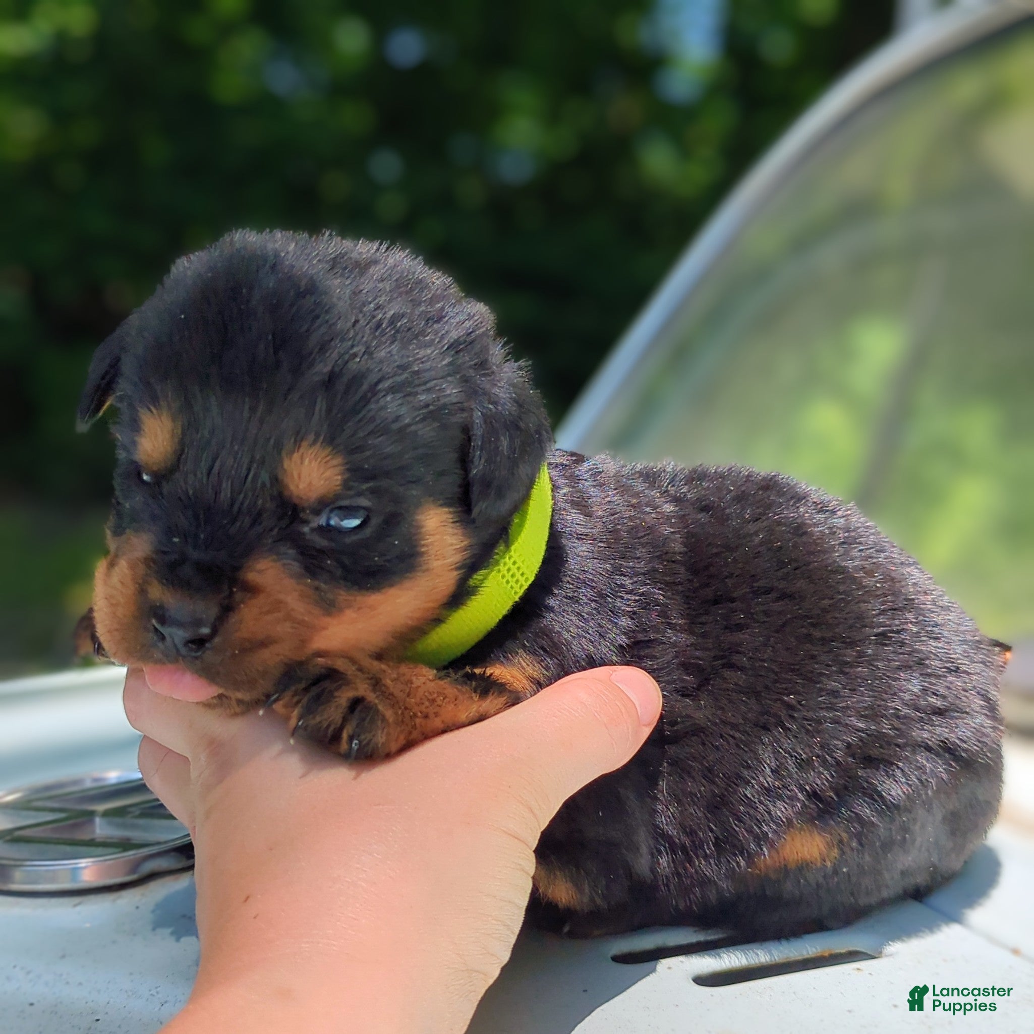 Rottweiler dogs for sale: Alfa - Ad 3